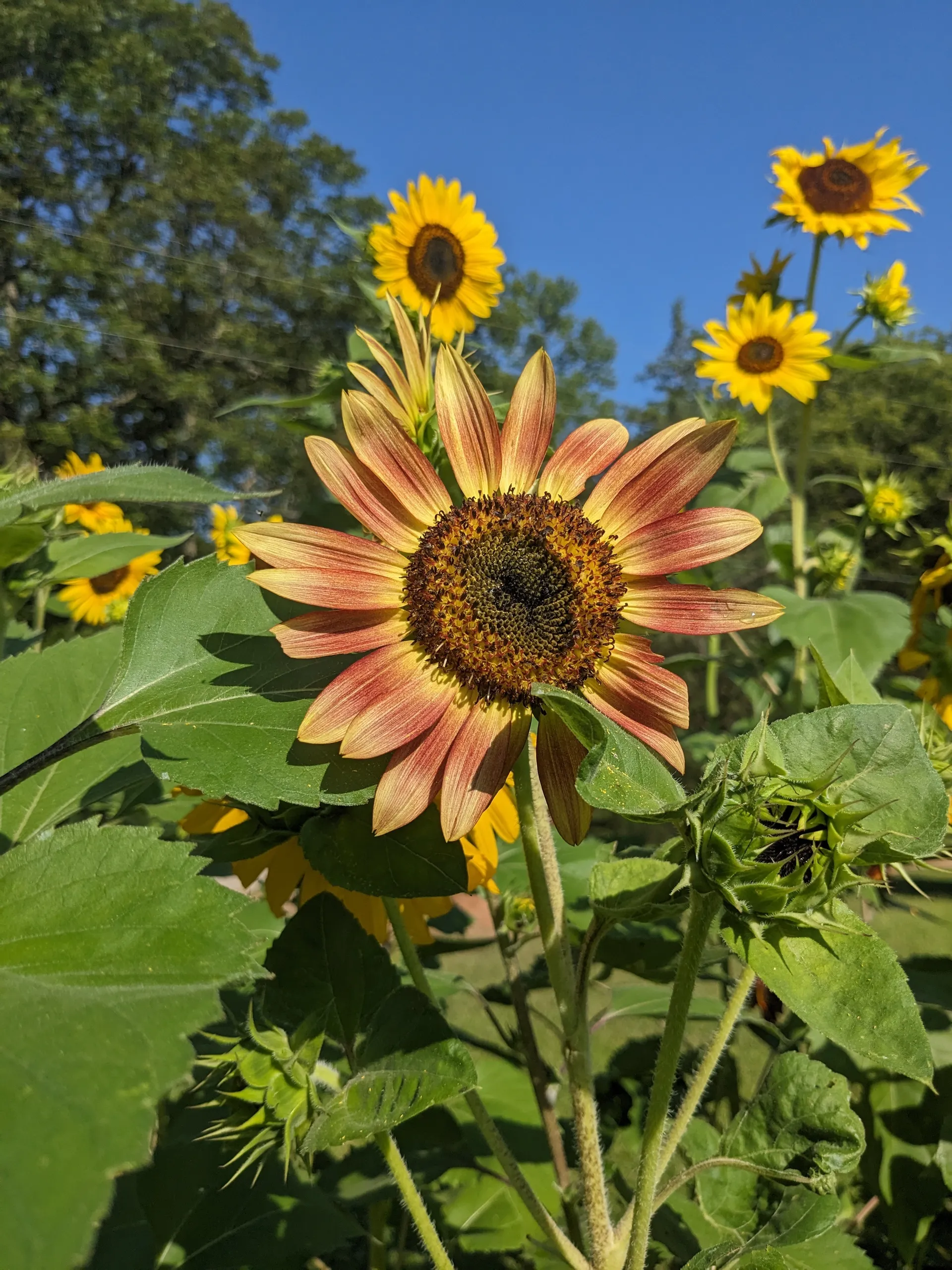 BoneDaddy4U OnlyFans header