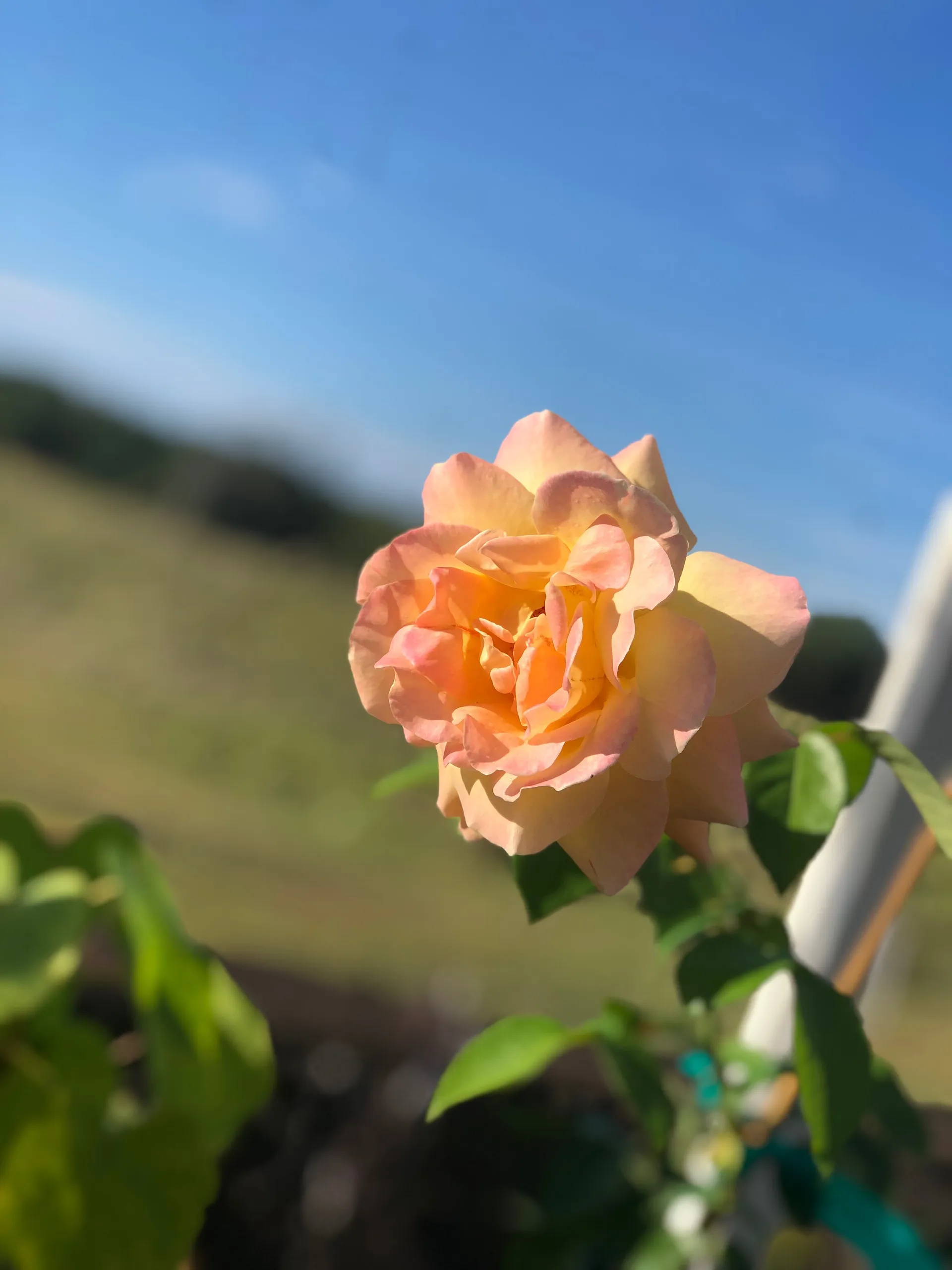 Boner-Donor69 OnlyFans header