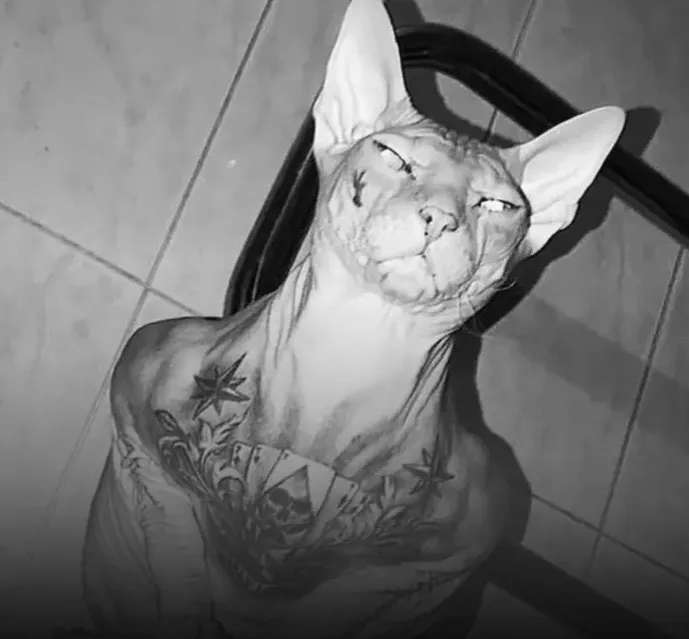 Bongo Bill OnlyFans header