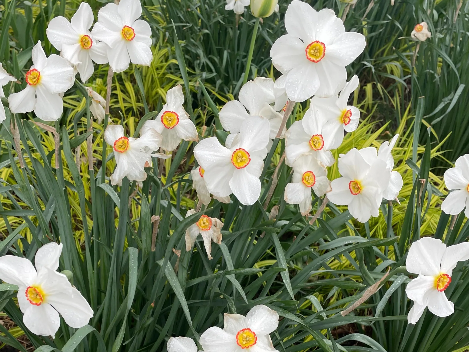 Bunny OnlyFans header