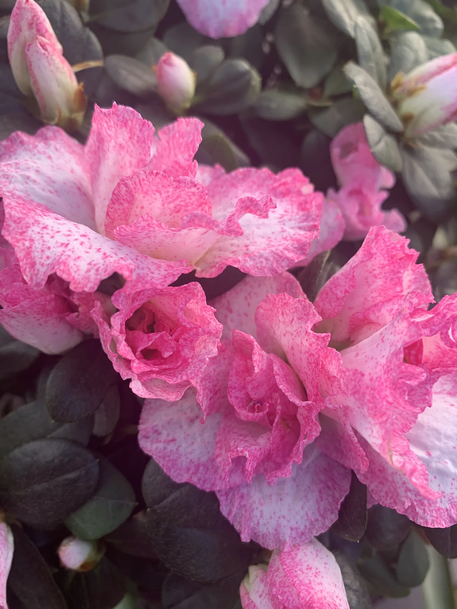 Bonnie OnlyFans header