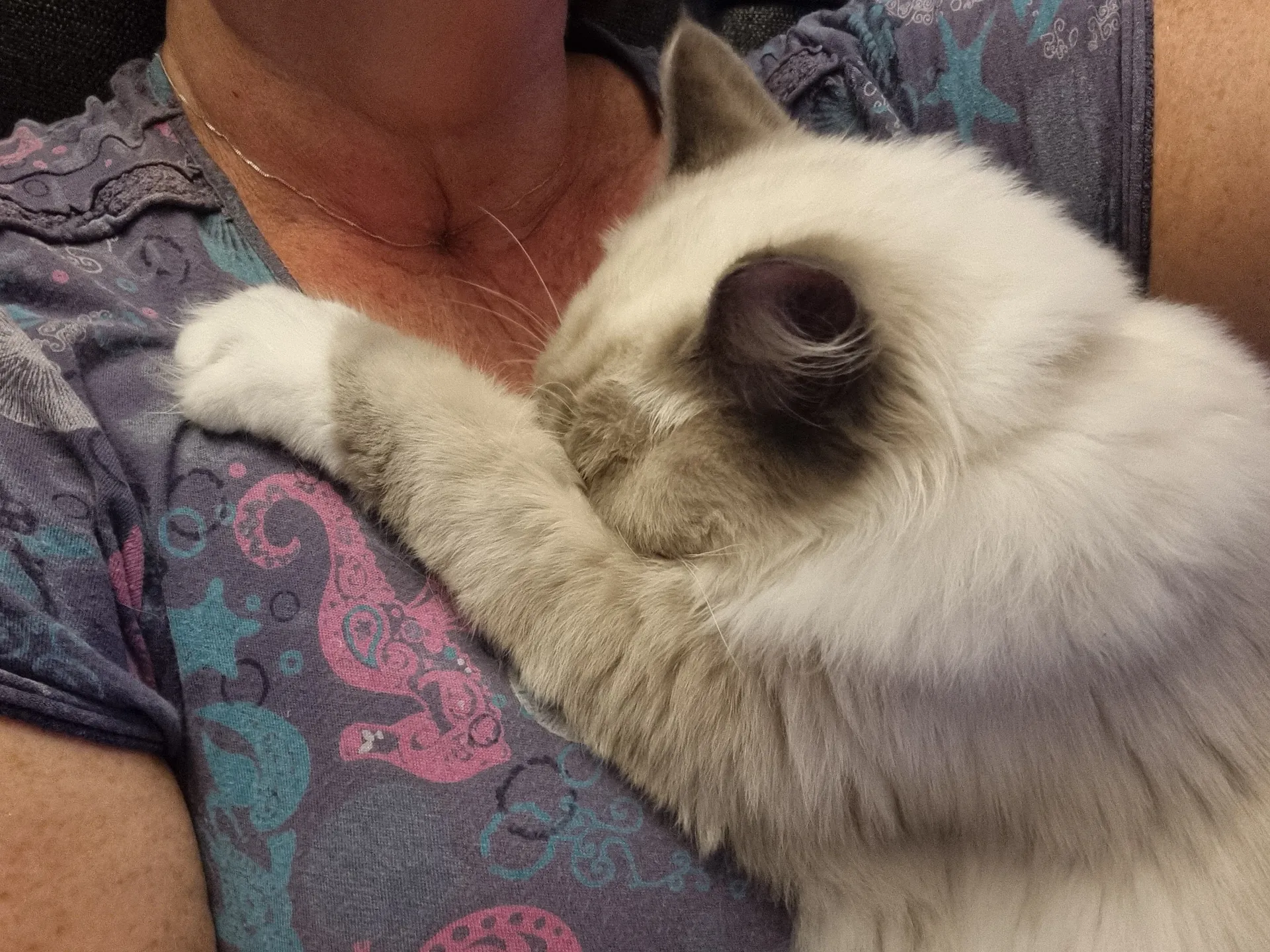 BoobyCat OnlyFans header