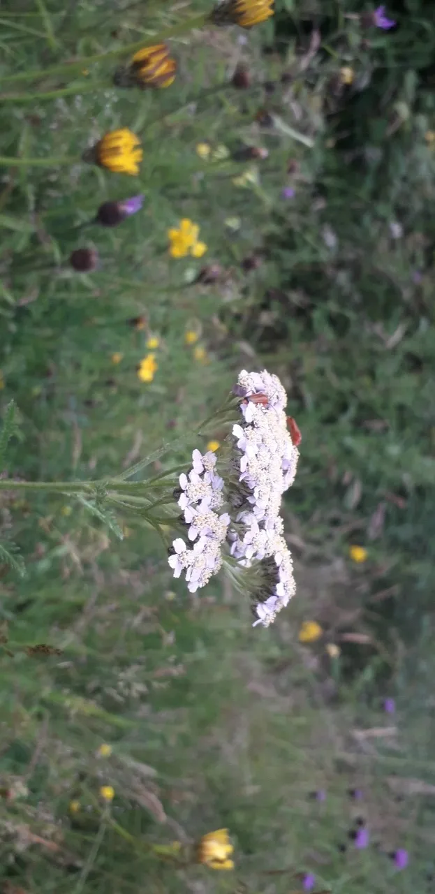 Petit Morte OnlyFans header