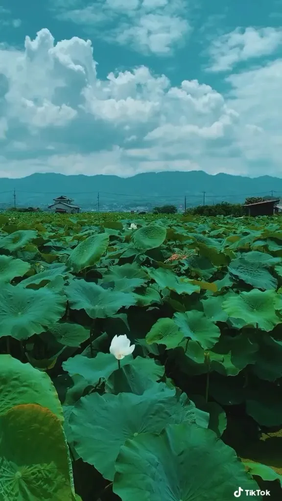 Bookendgame OnlyFans header