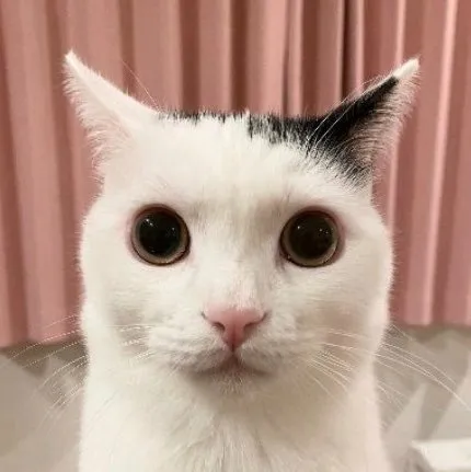 Alice Snoot OnlyFans header