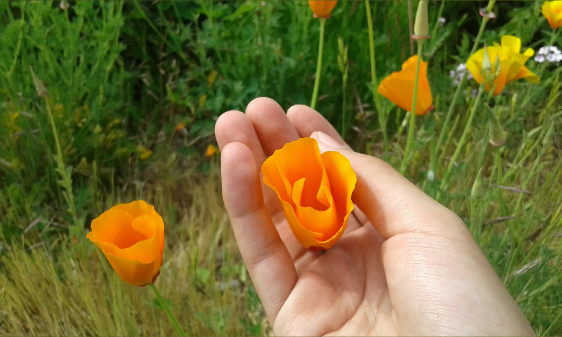 Aster Bastien, Prince of Flowers OnlyFans header