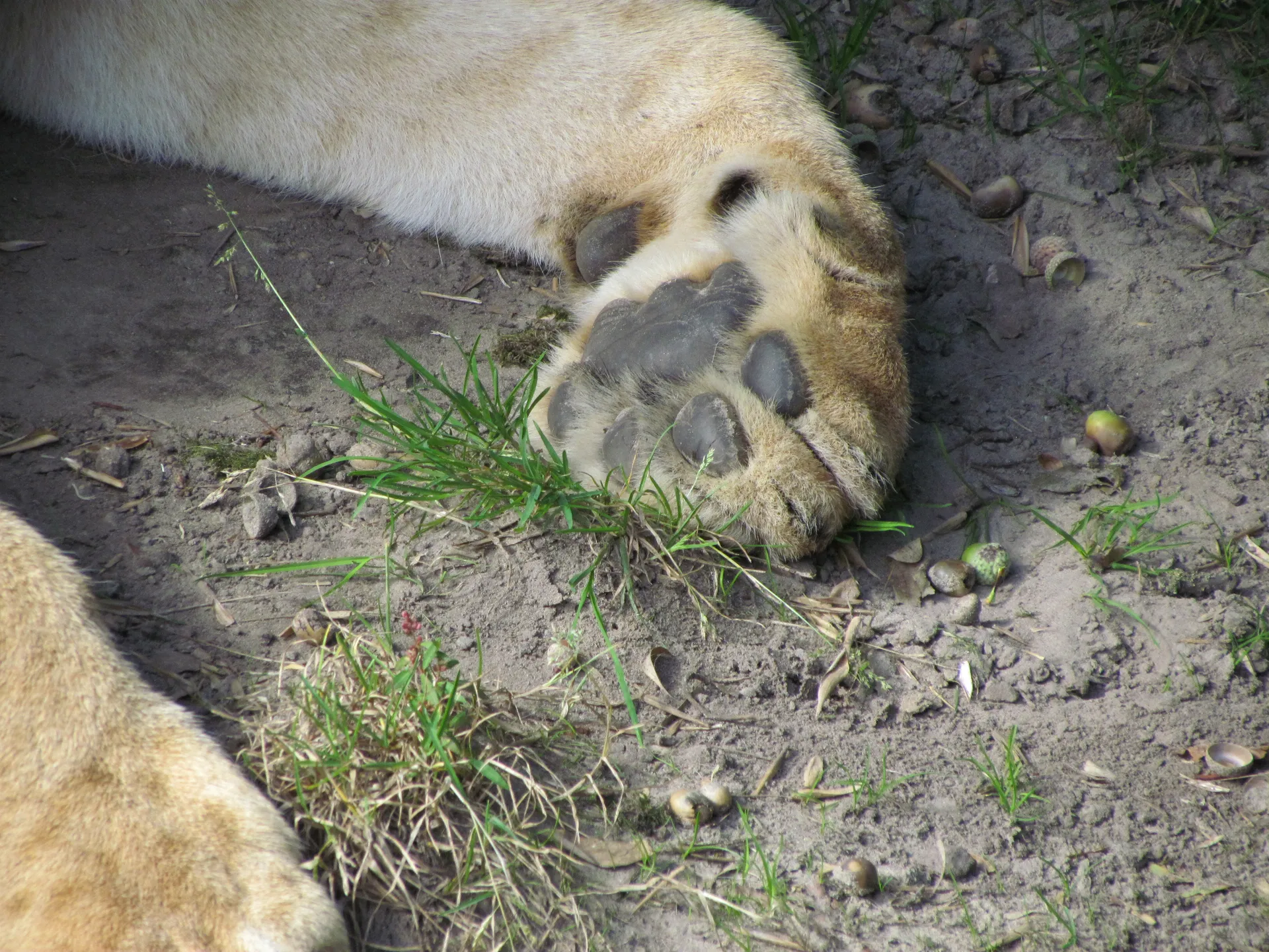 BornLion88 OnlyFans header