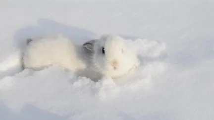 BornRebel_Brianna Bane OnlyFans header