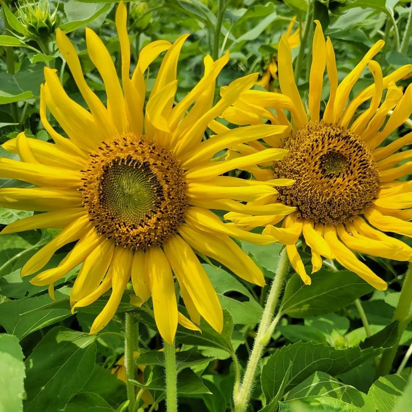 Lady Diana OnlyFans header