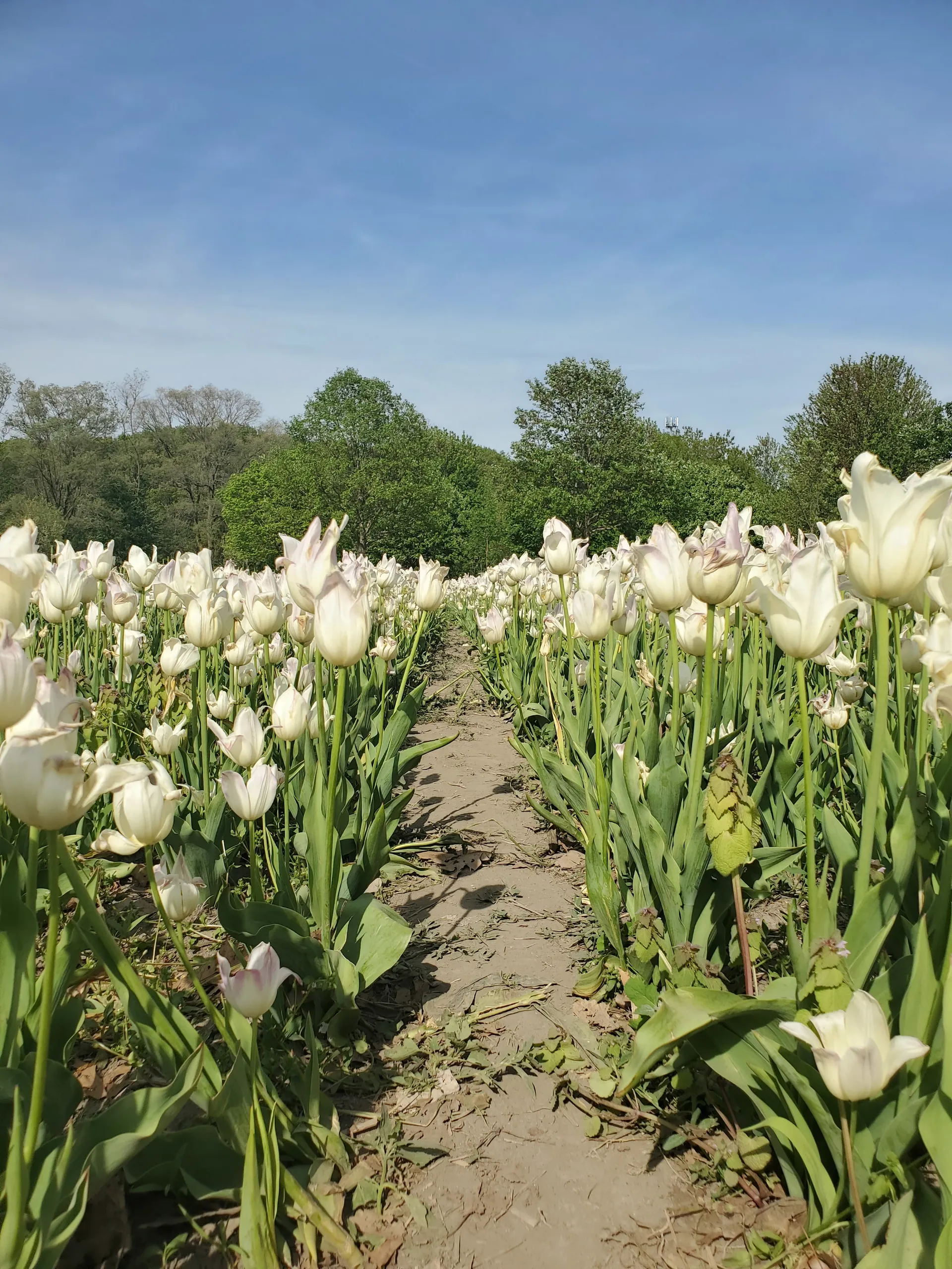 Marie_boudoir OnlyFans header