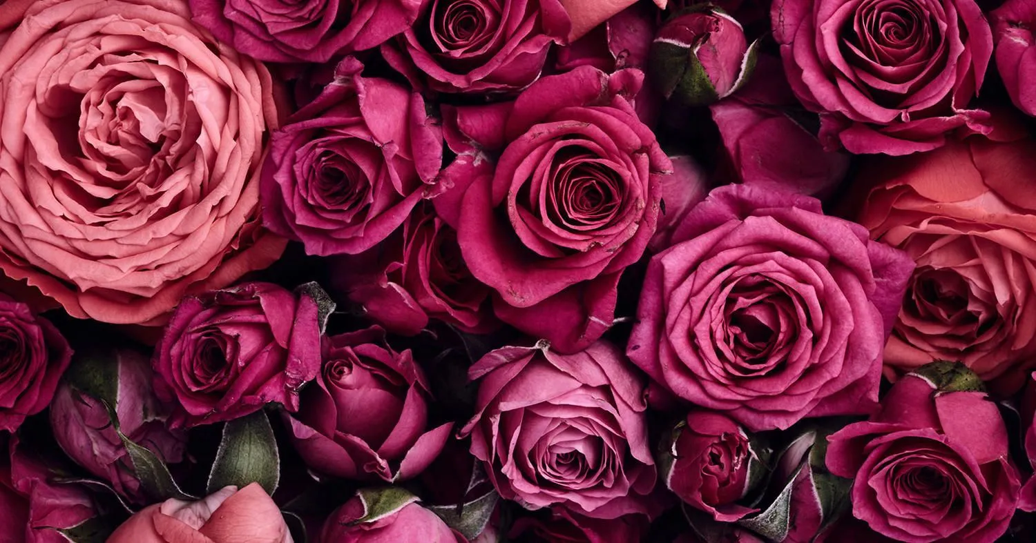 JLee OnlyFans header