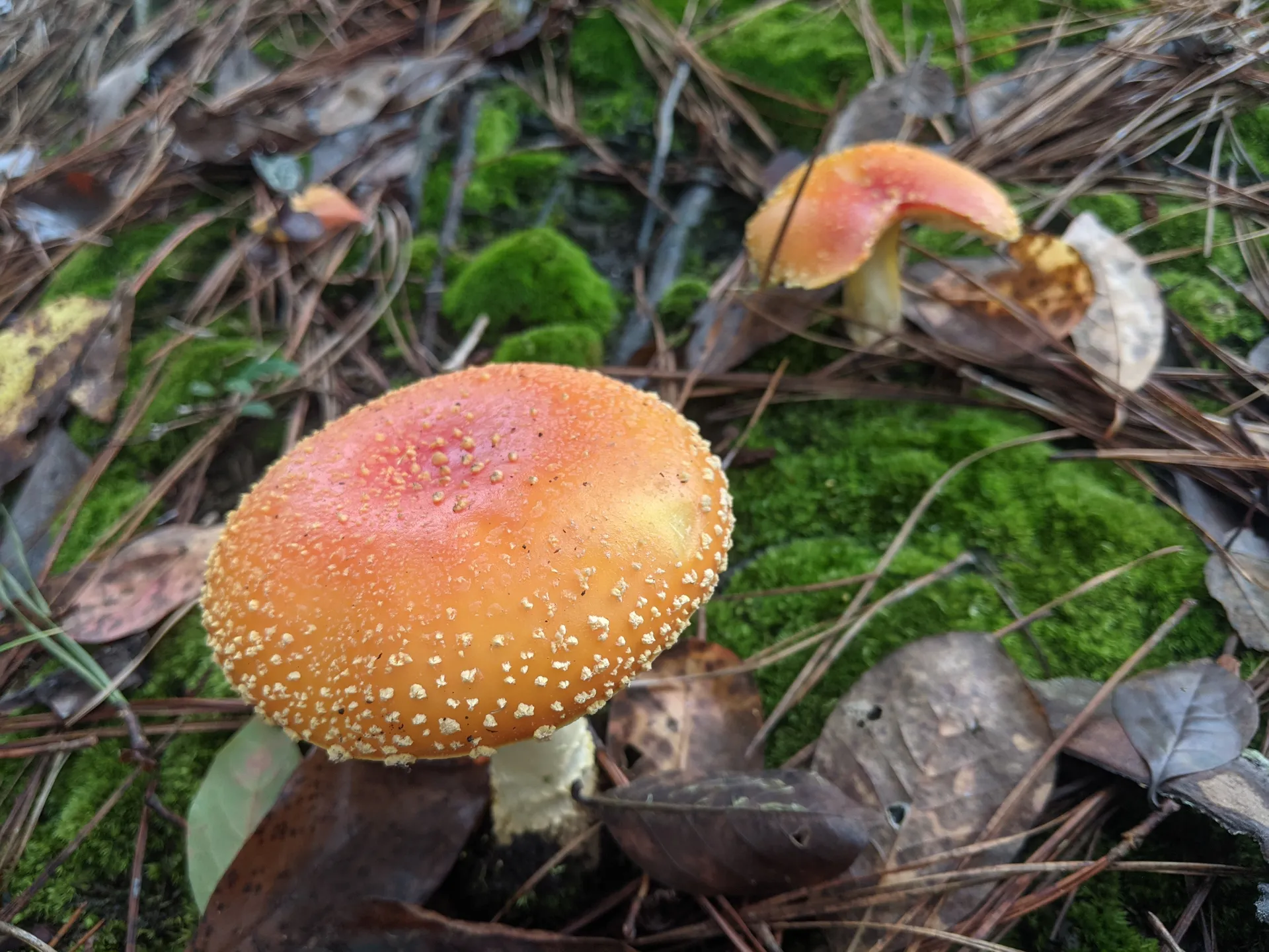 Bree Nicolle OnlyFans header