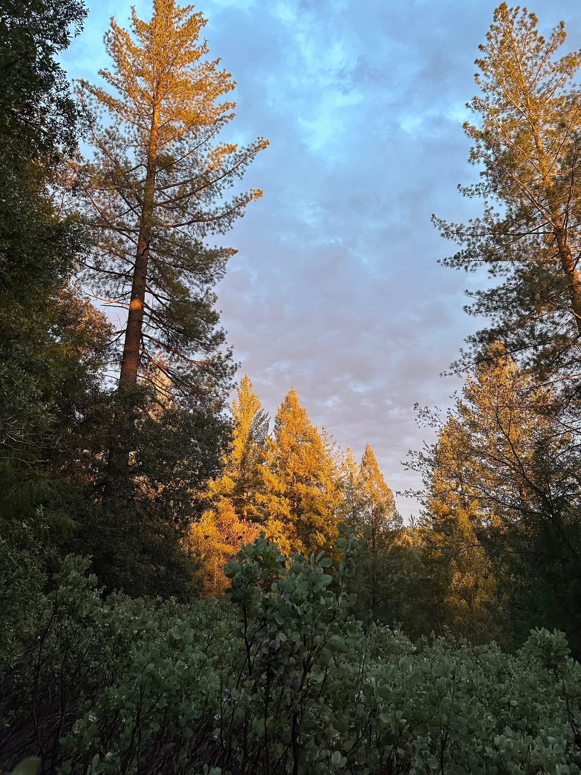 𝔠𝔬𝔯𝔞 🖤 OnlyFans header