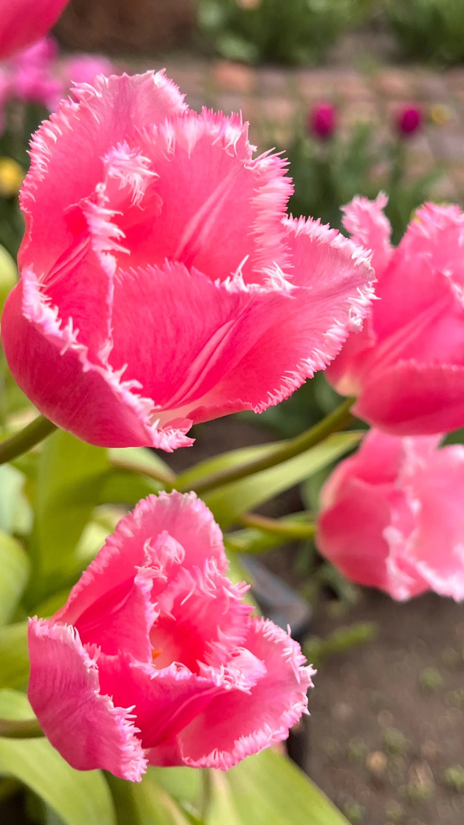 Bourbon Lover of Wisco OnlyFans header