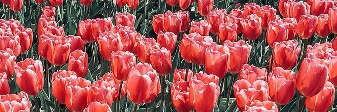 boyajian OnlyFans header