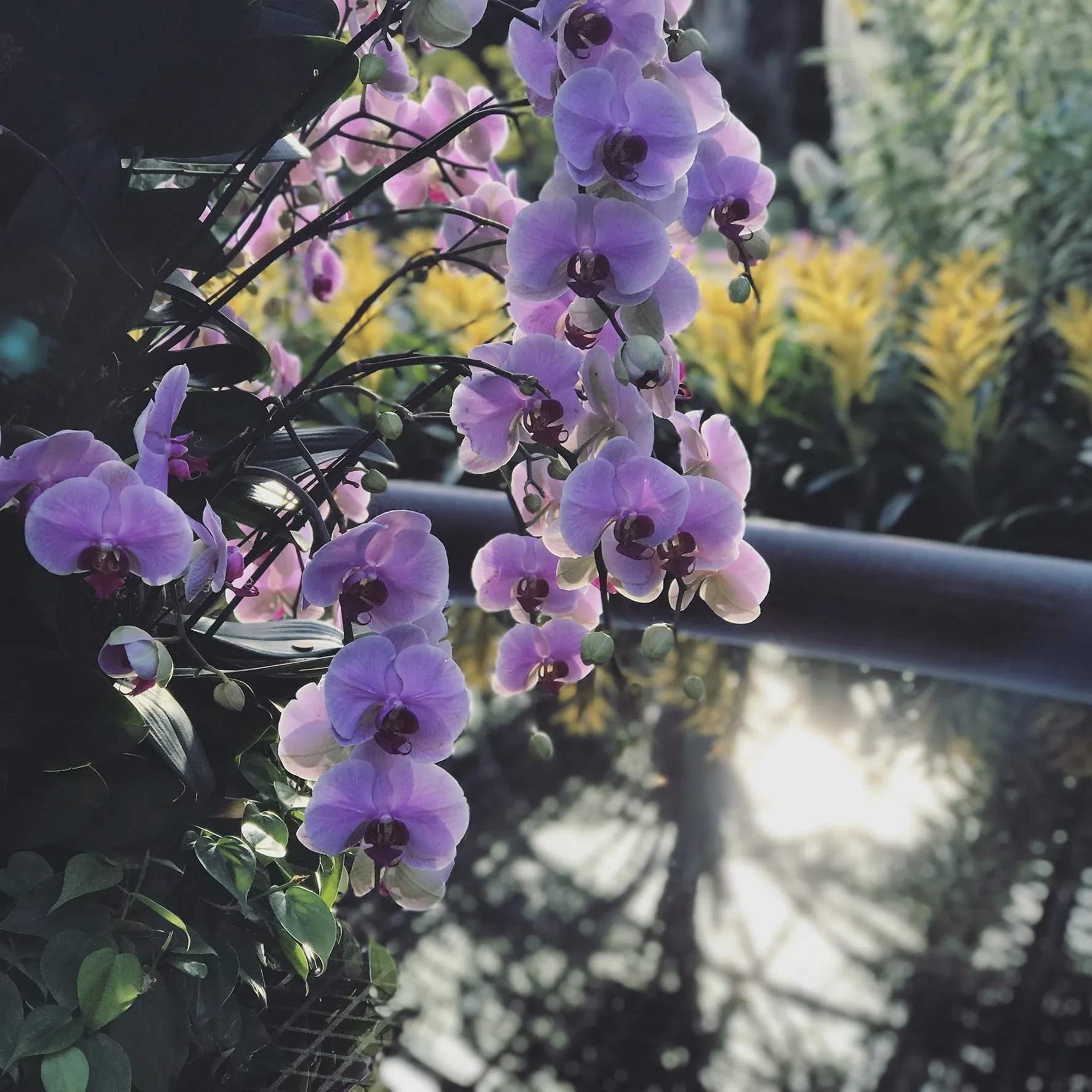 Sean OnlyFans header