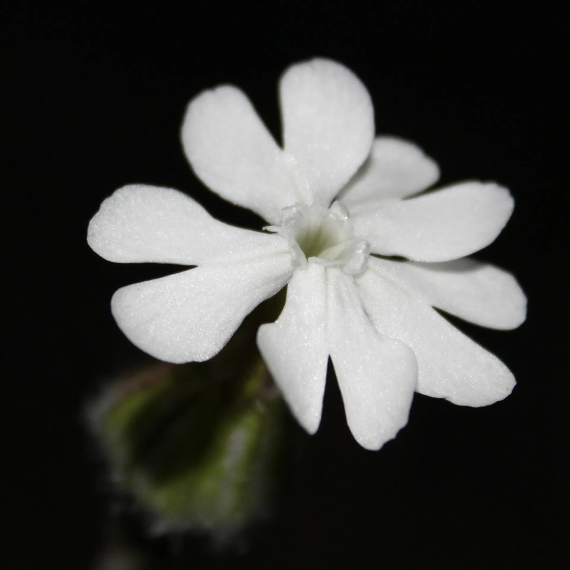 JohnnyBoy OnlyFans header