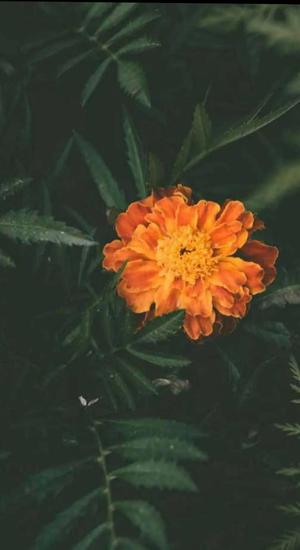 Your swedish skater BF OnlyFans header