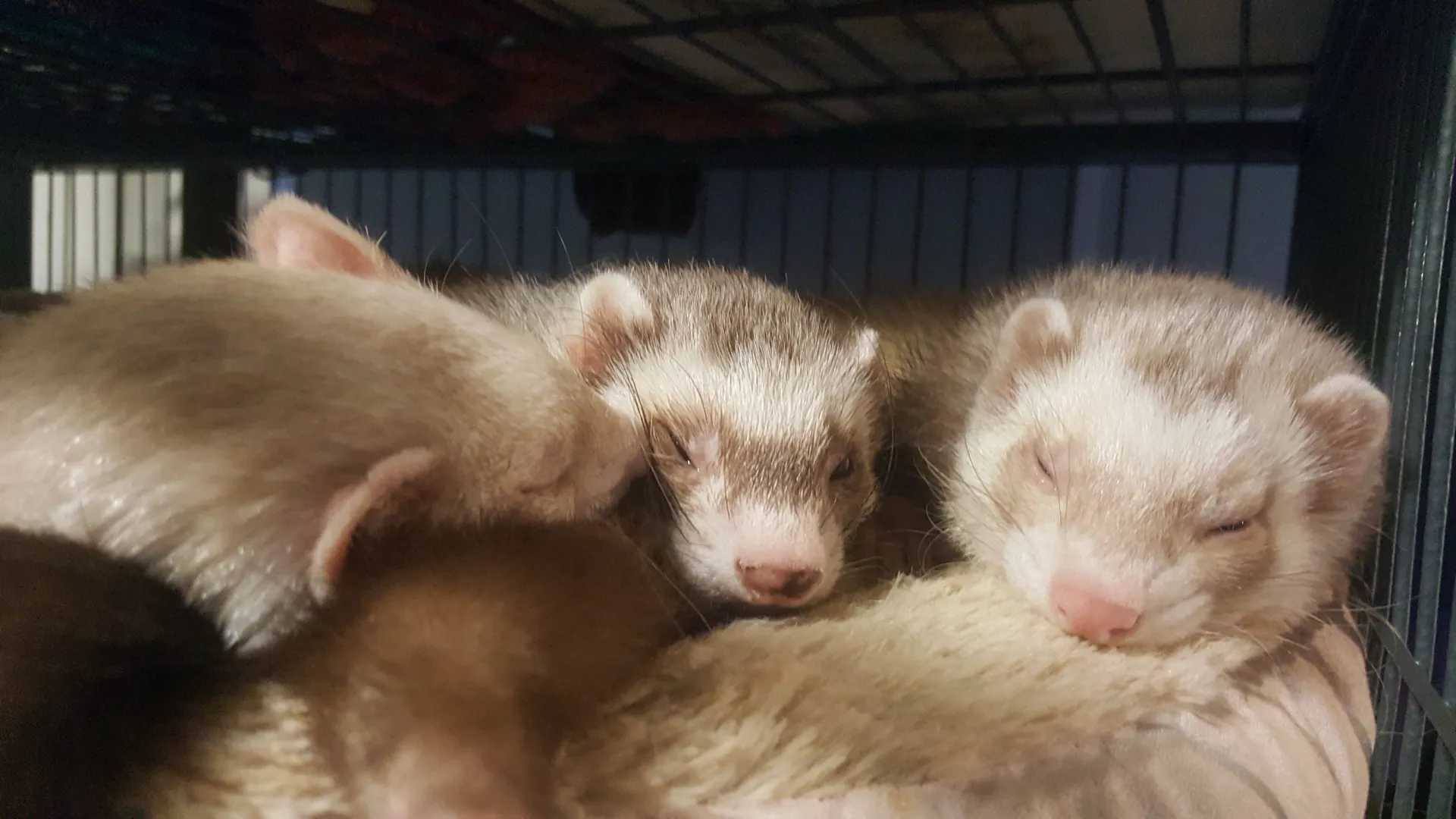 Bria Emmeline OnlyFans header