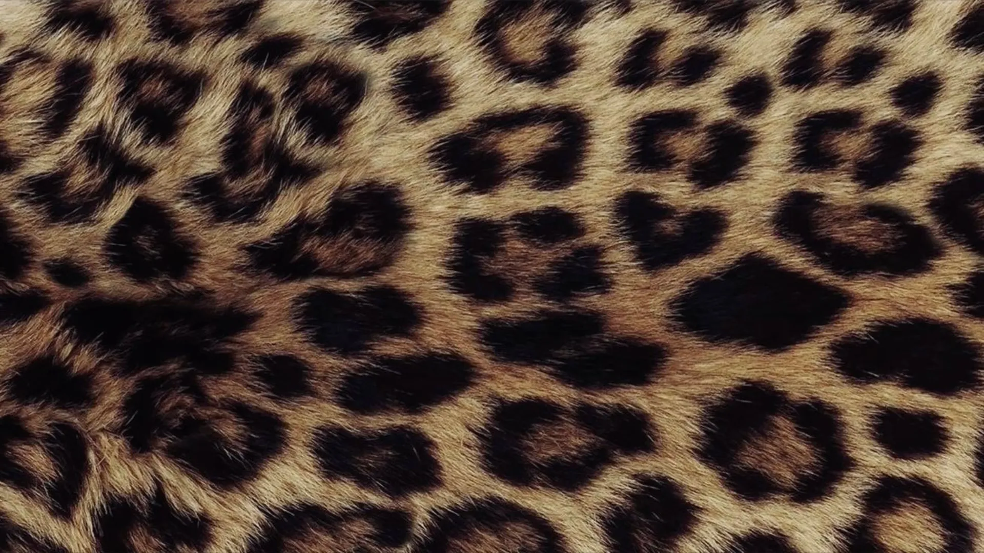 BrookeBeck OnlyFans header