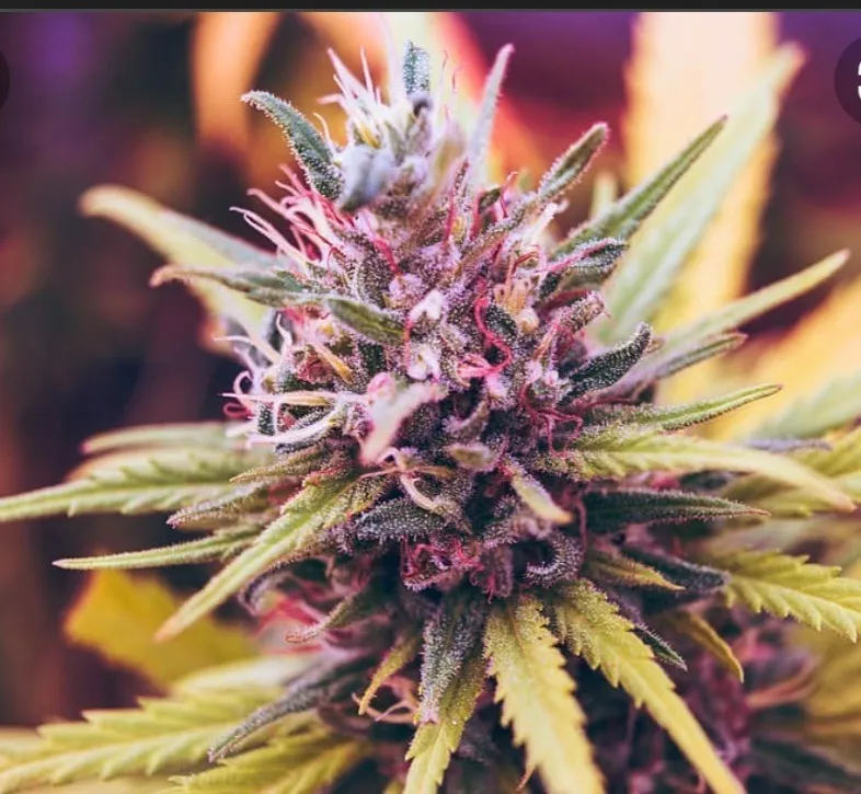 Miss Sweet Cheeks OnlyFans header