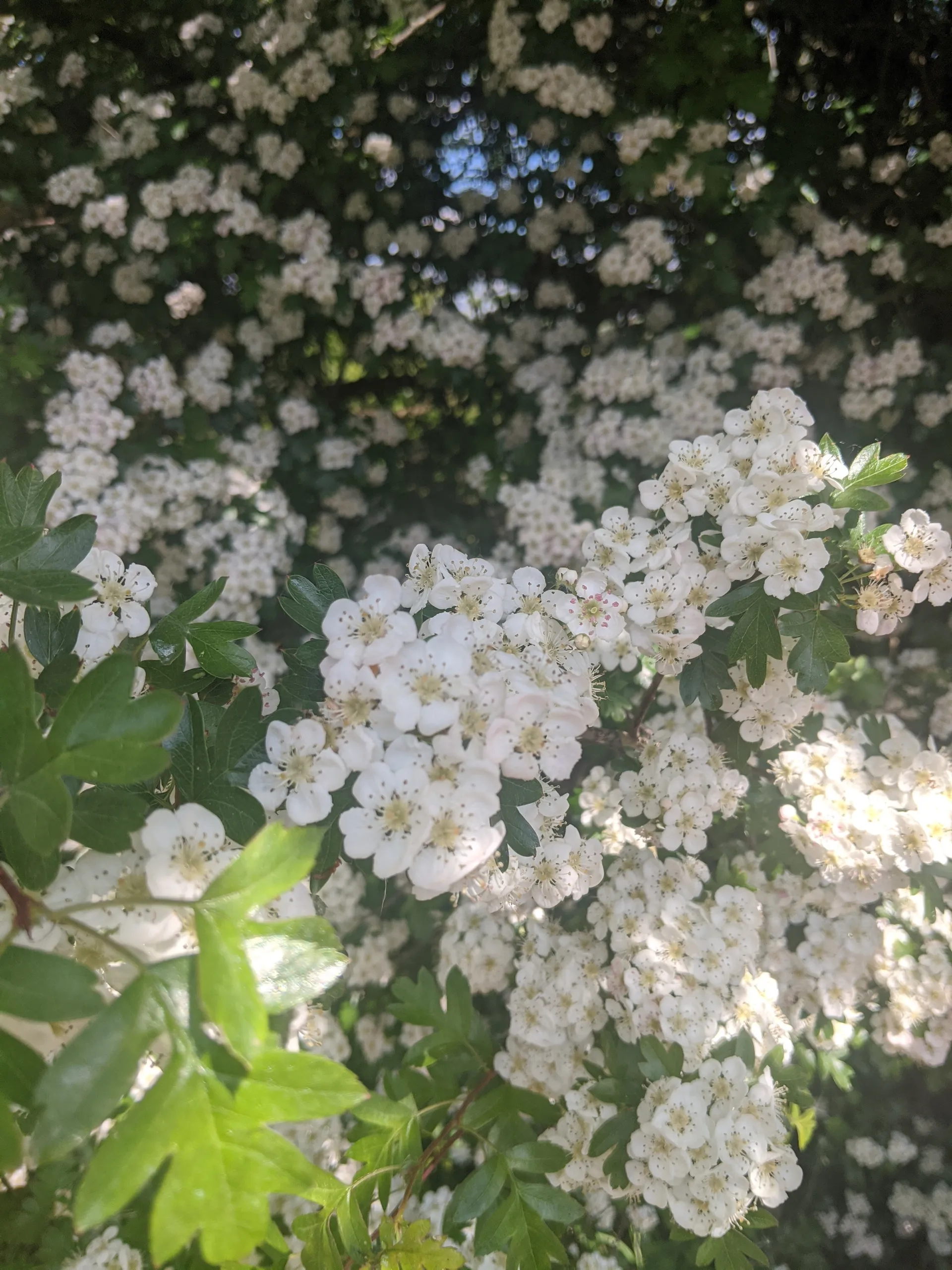 Bubblegumbunny OnlyFans header