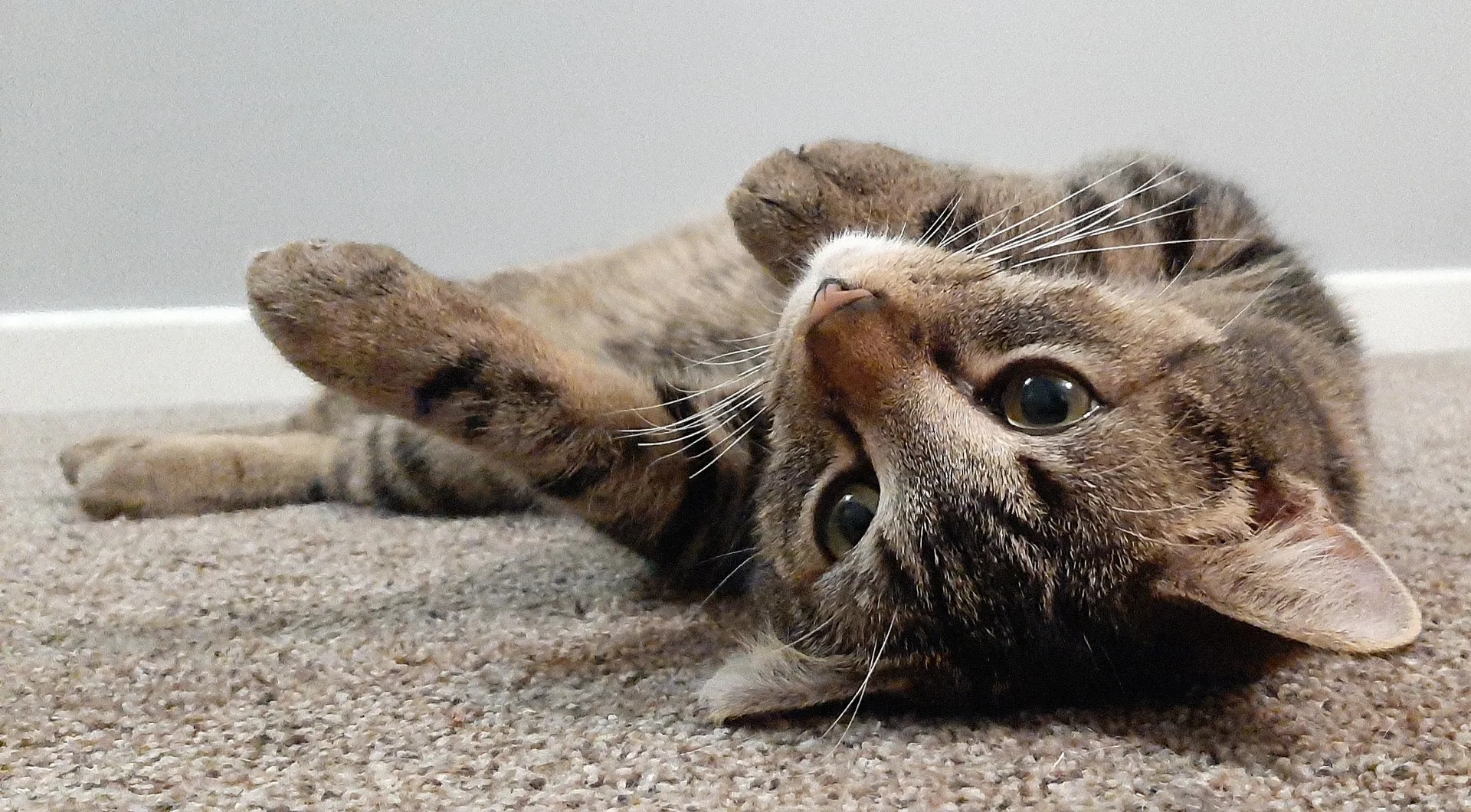 bubbles🎀 OnlyFans header