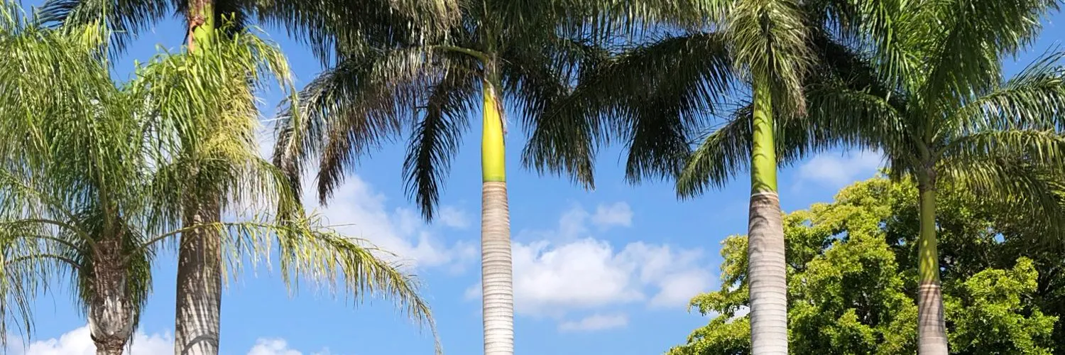 Bubbles OnlyFans header