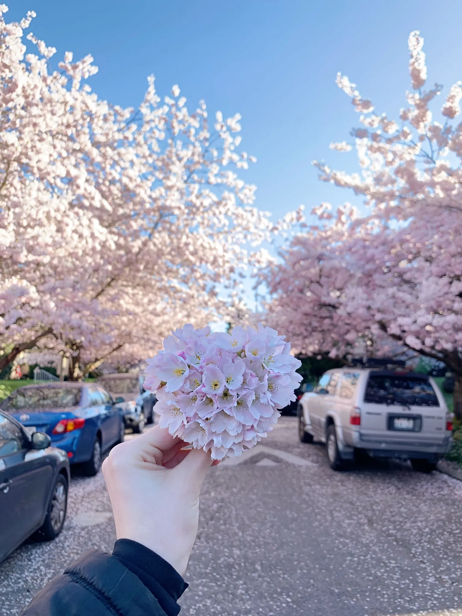 Angel OnlyFans header