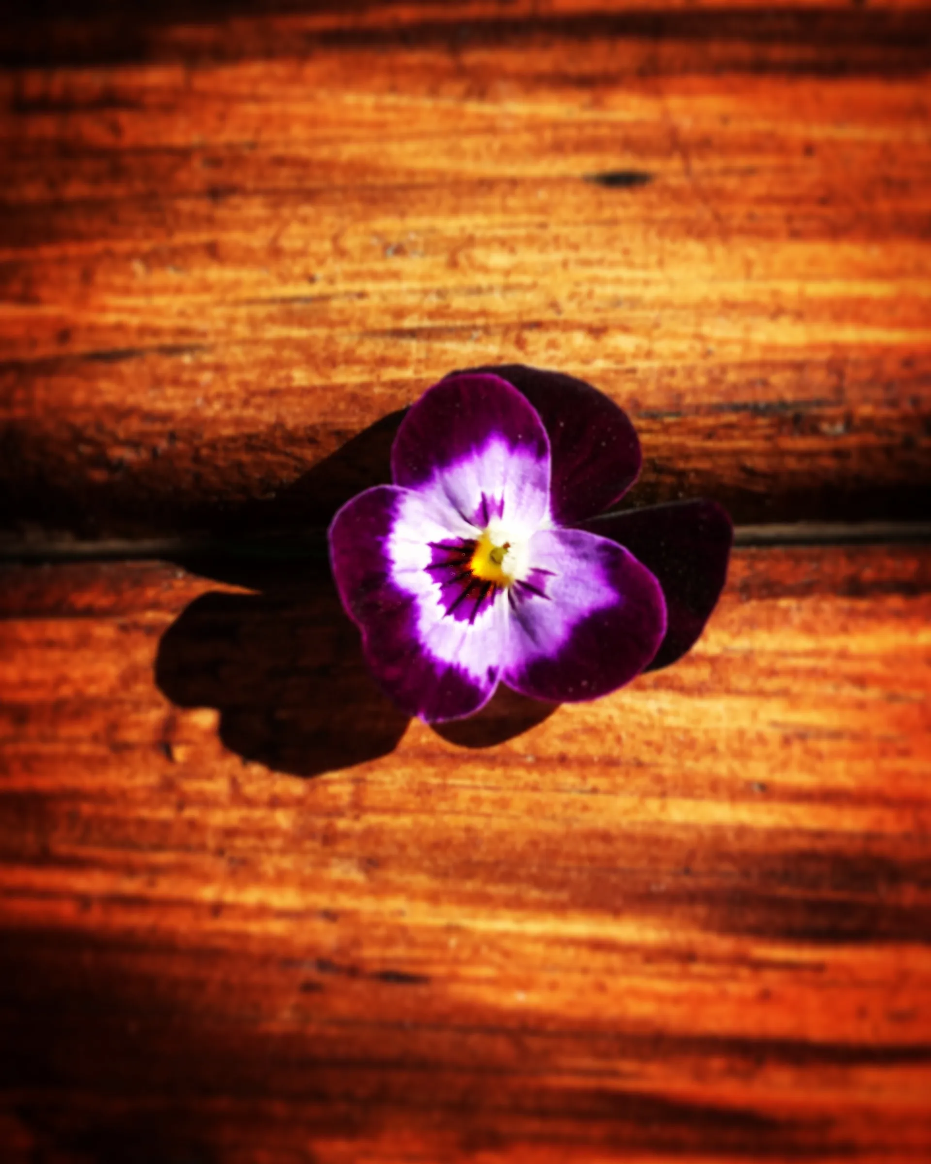 Abby OnlyFans header