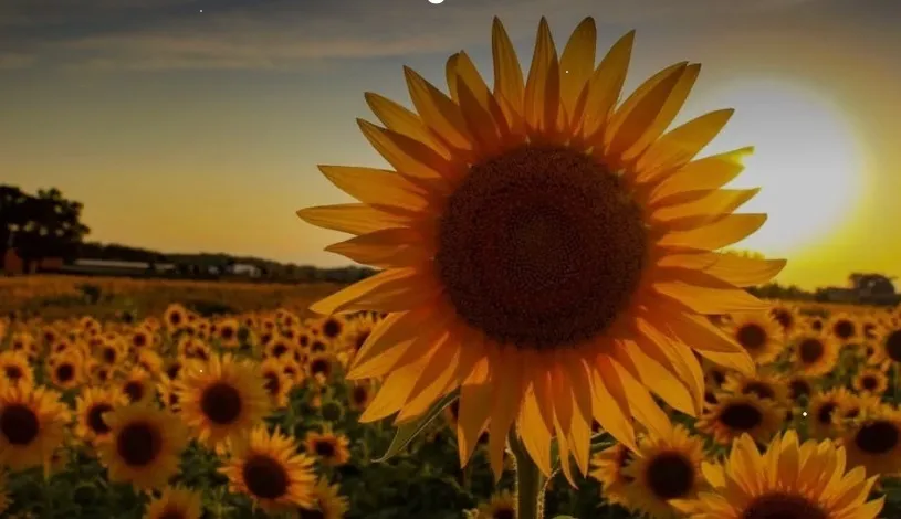 Elizabeth OnlyFans header