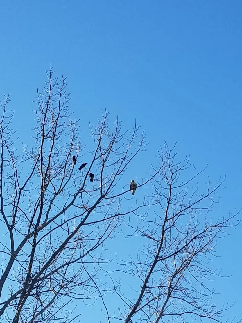 Buckfiddy OnlyFans header