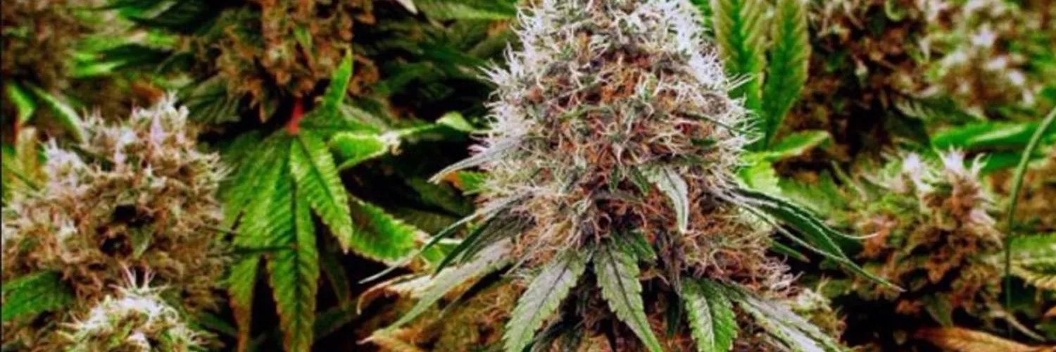 Bud Banditt OnlyFans header