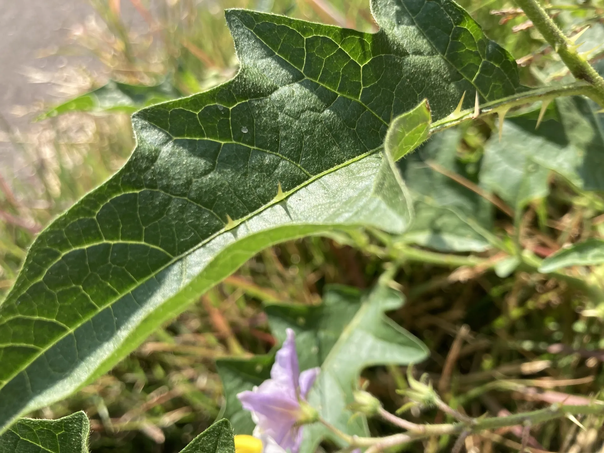 Buddyboy OnlyFans header