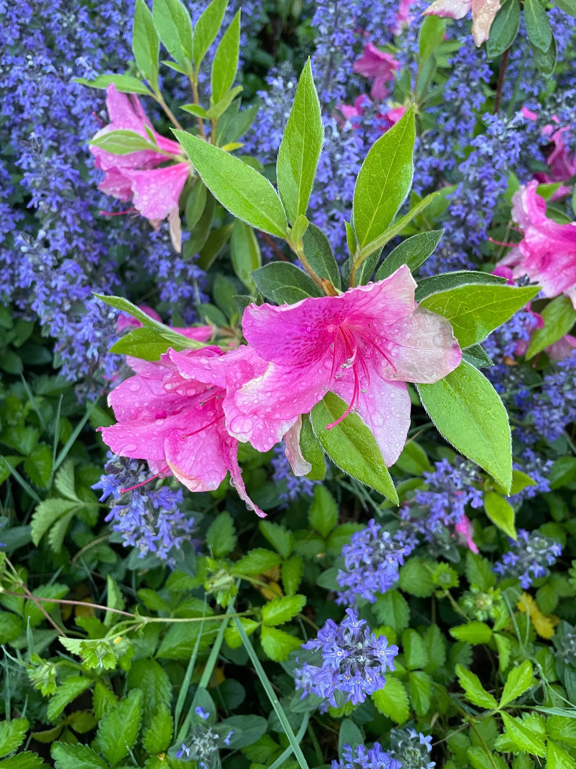 Scarlet G OnlyFans header