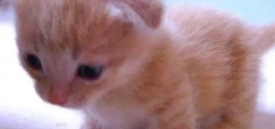 Buggo OnlyFans header