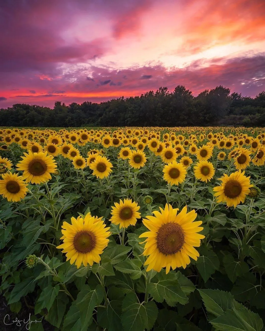 buggythaHIPPIE 🧚🏽‍♀️🤎 OnlyFans header