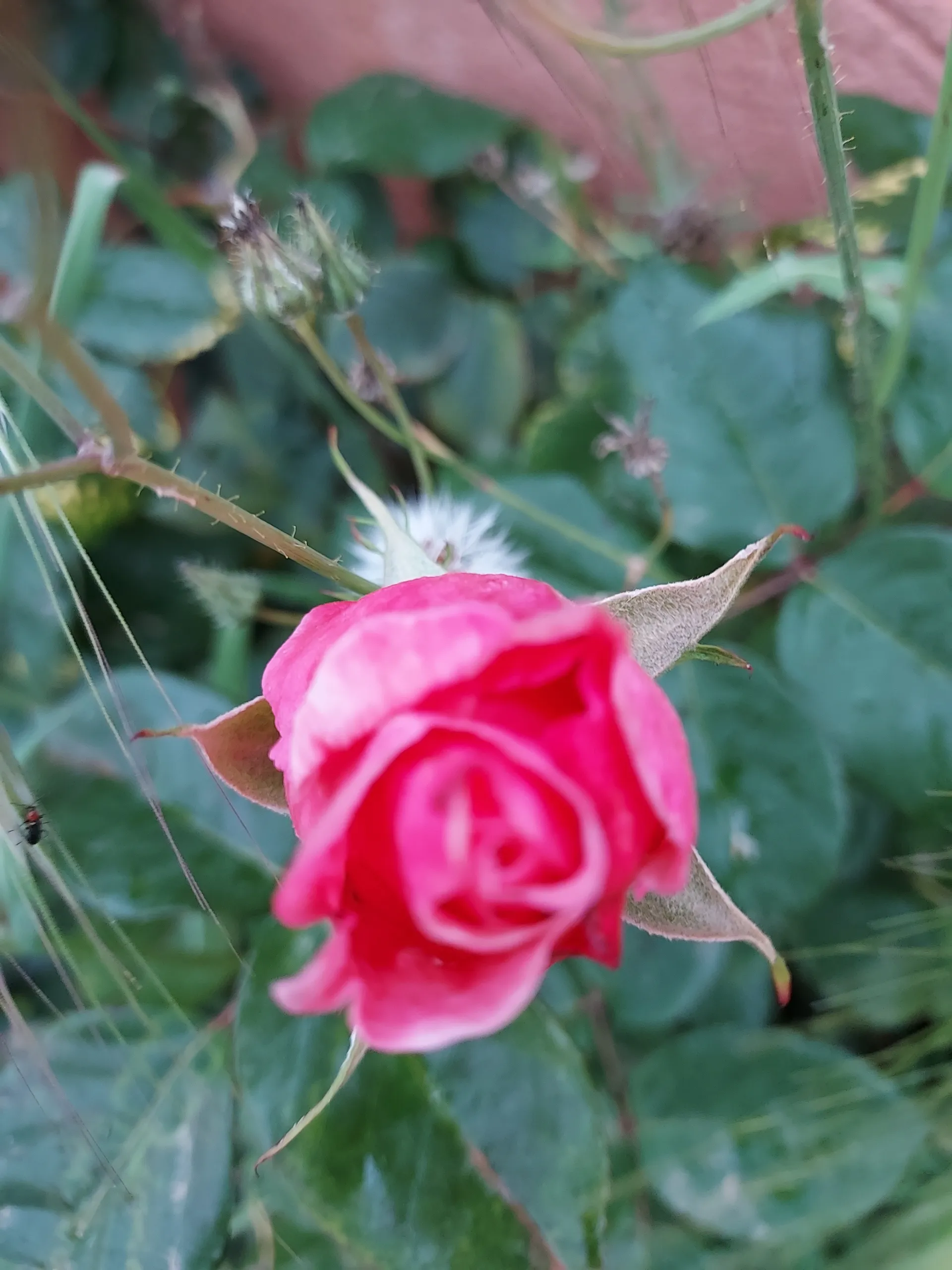 Bulma89 OnlyFans header