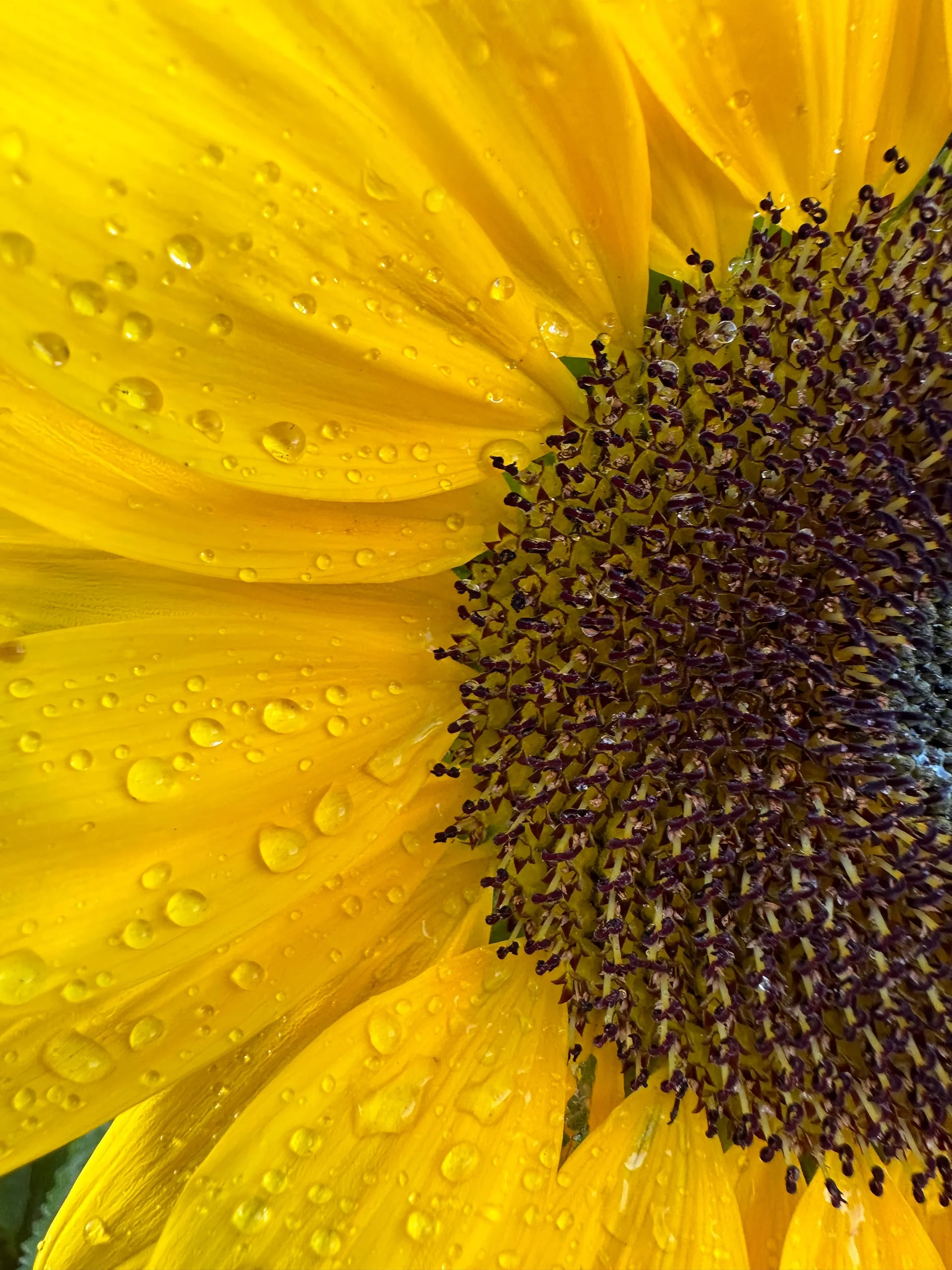 Sunflower OnlyFans header