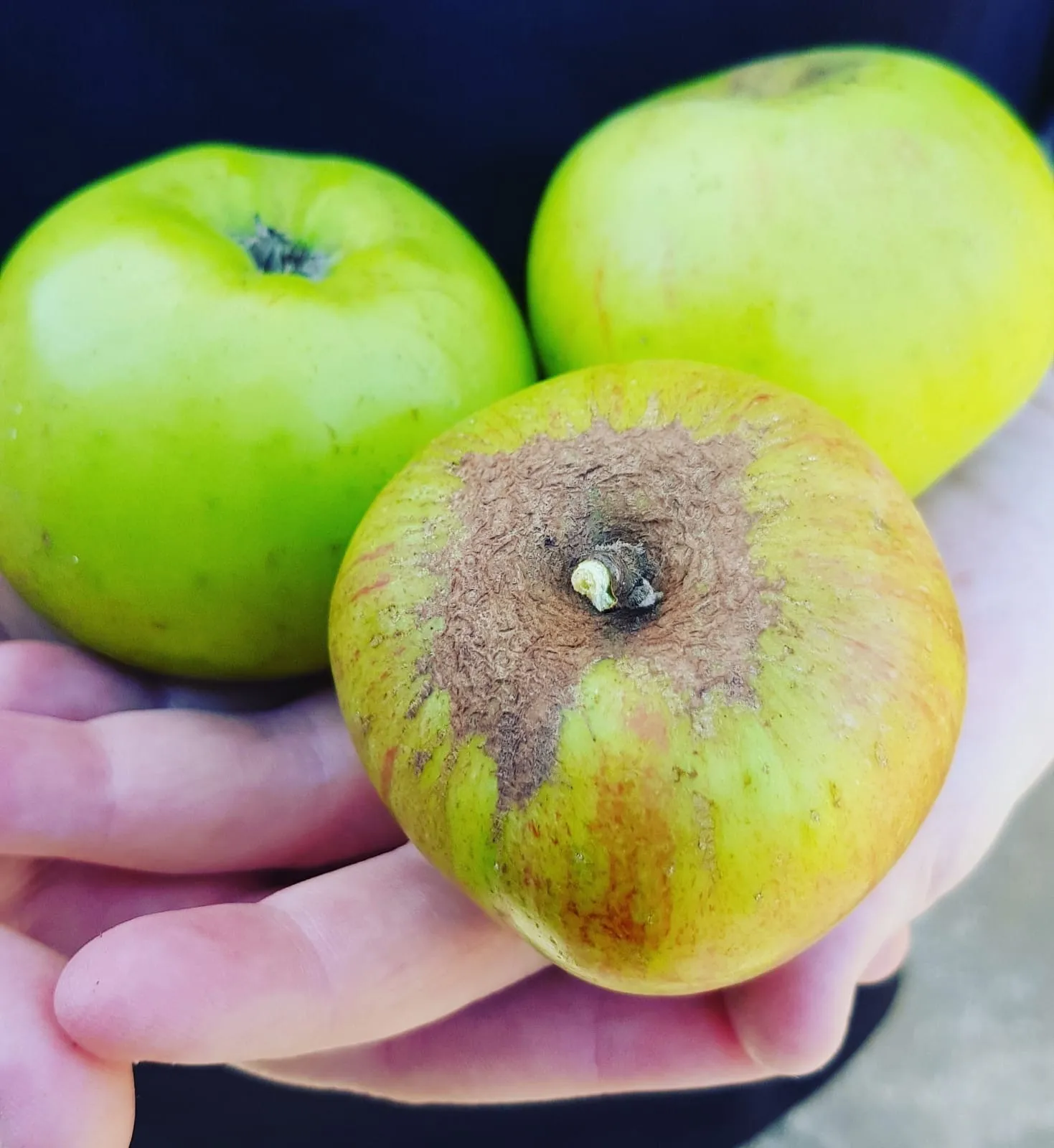 Bums! OnlyFans header