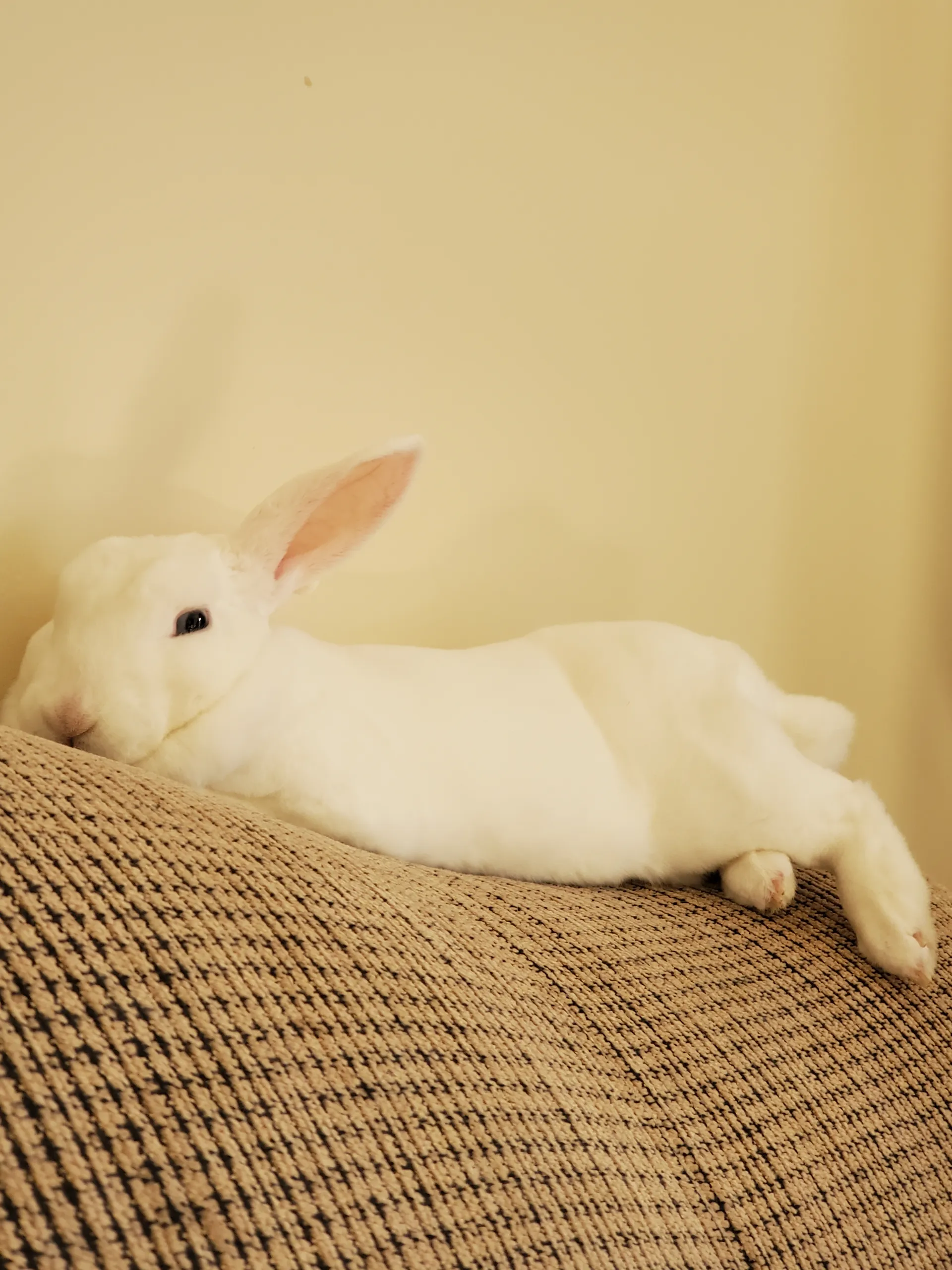 Sweet baby lucy OnlyFans header