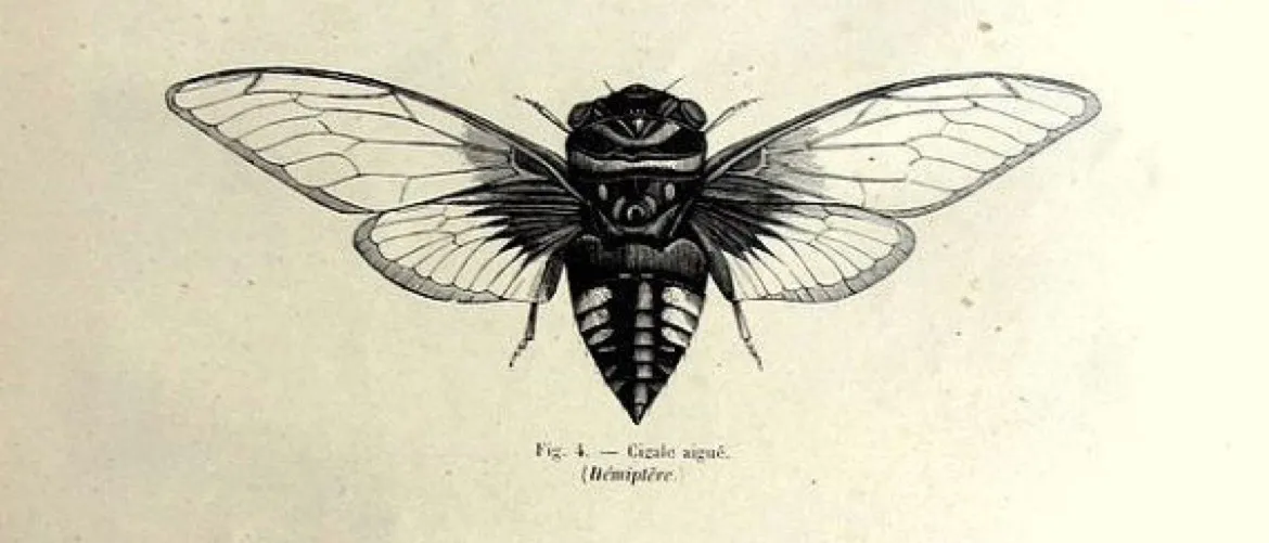 bunnie OnlyFans header