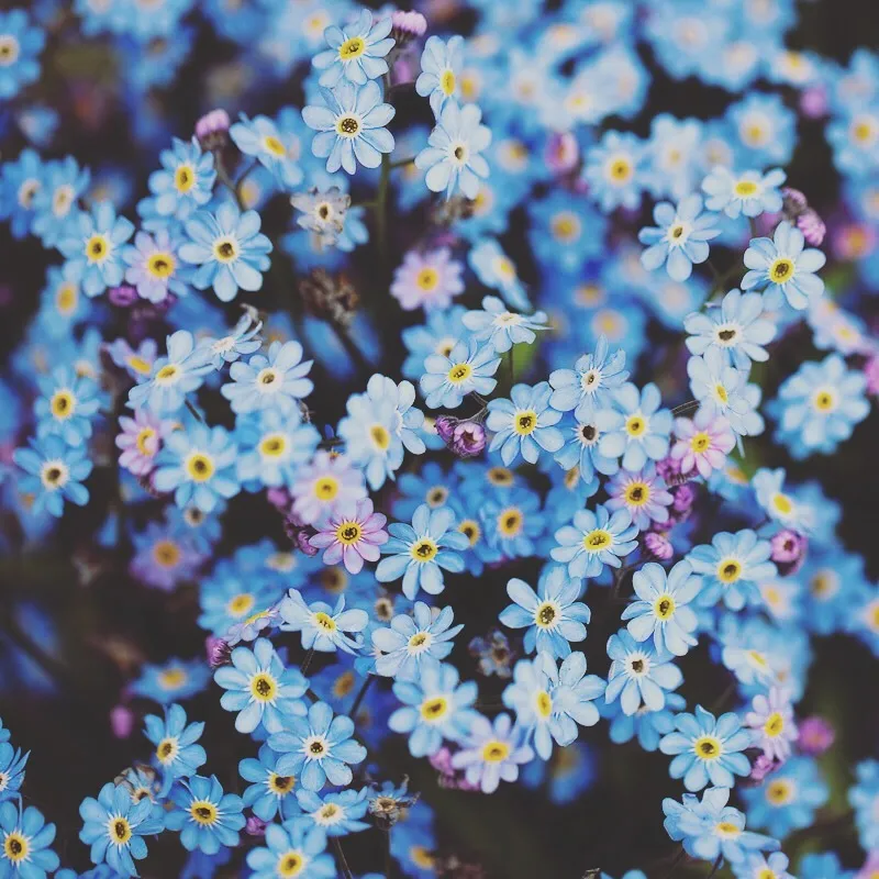 bunni OnlyFans header