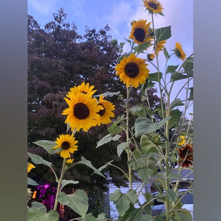 Bunni Cash OnlyFans header