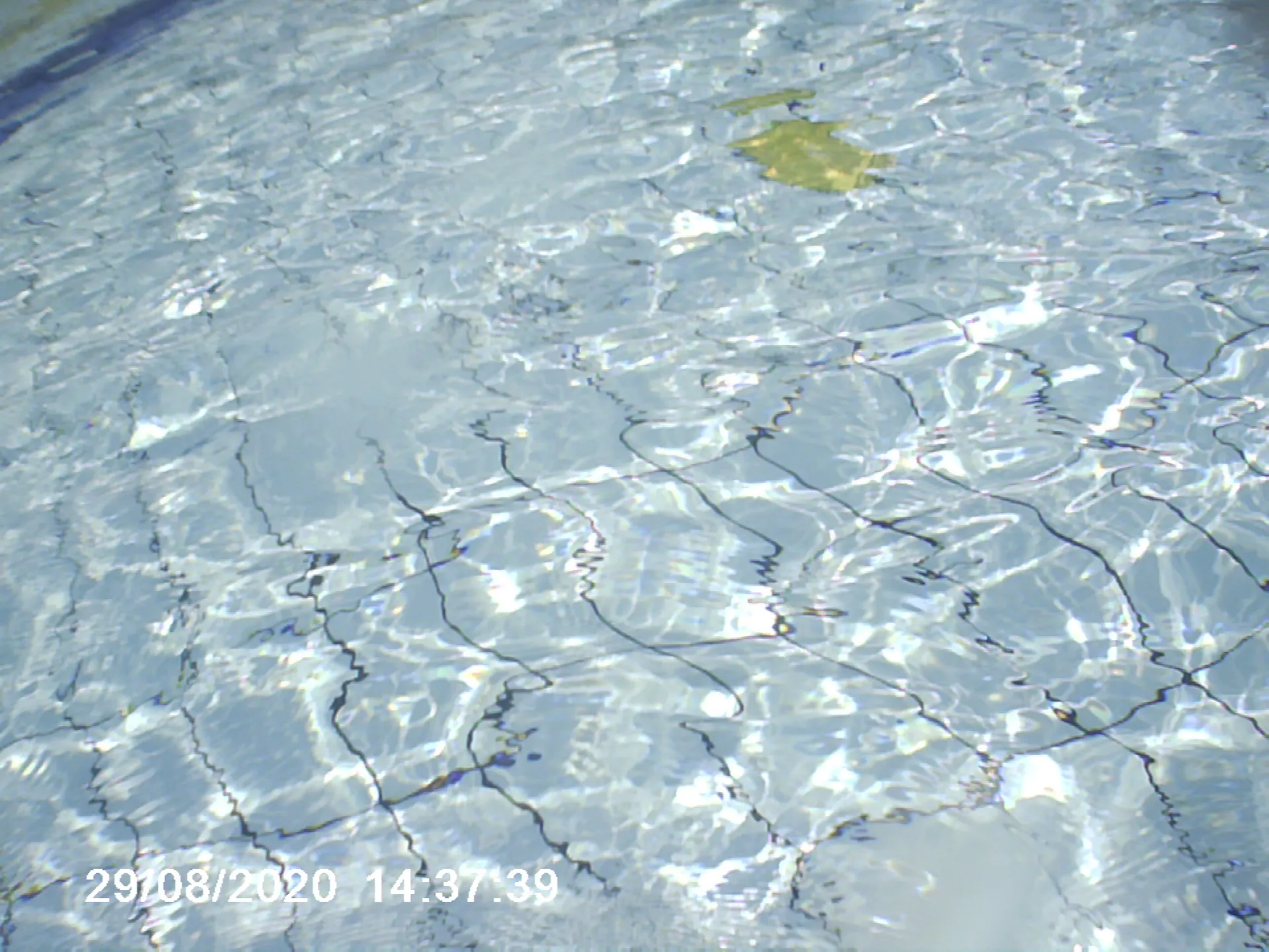 bunny OnlyFans header