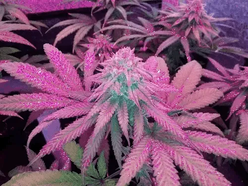 Bambi OnlyFans header