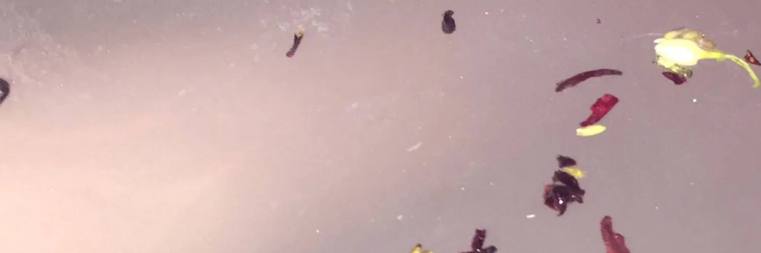 Bunny Bee OnlyFans header