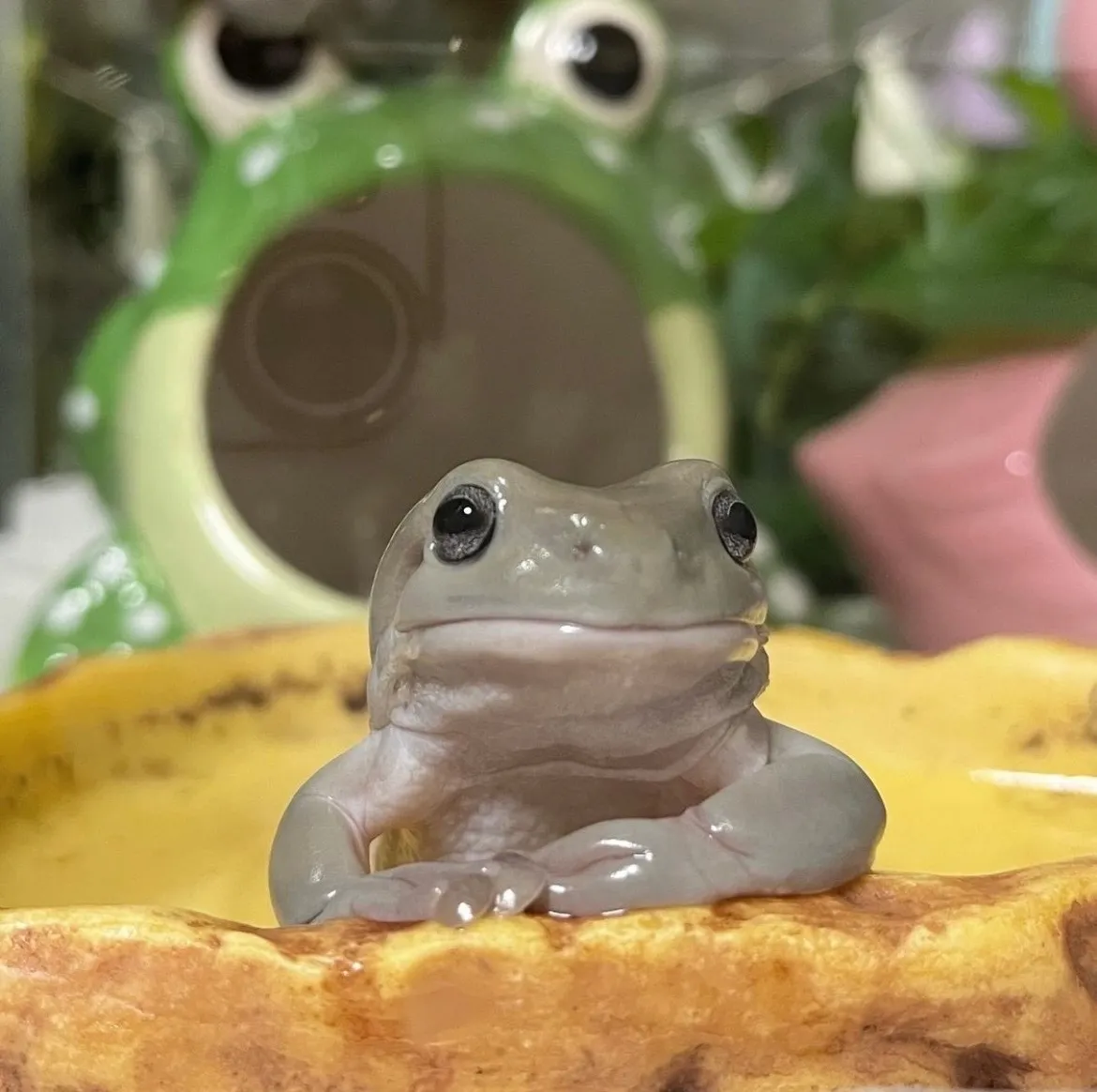 bunnyboobun OnlyFans header