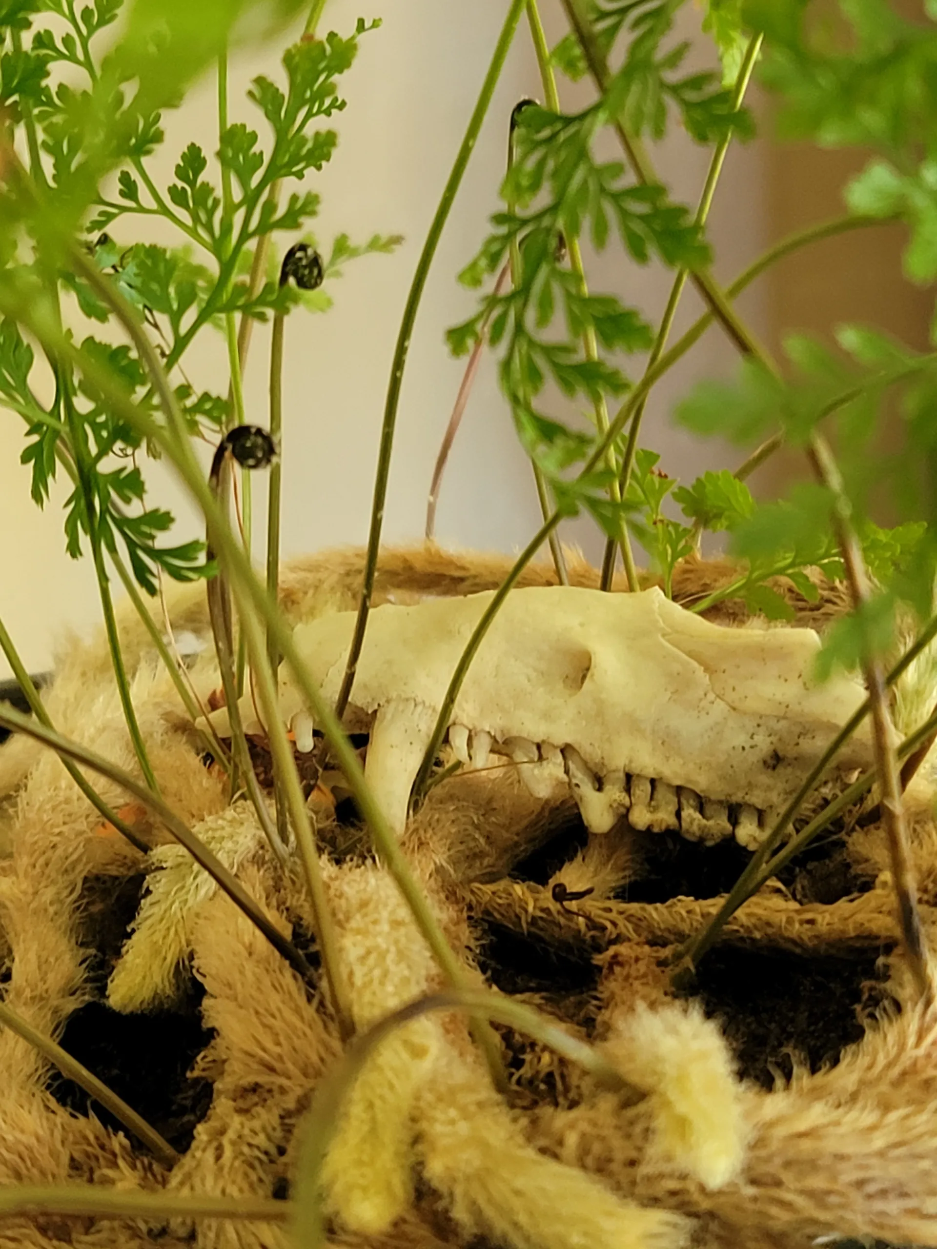 Bunny Dreadfulx OnlyFans header