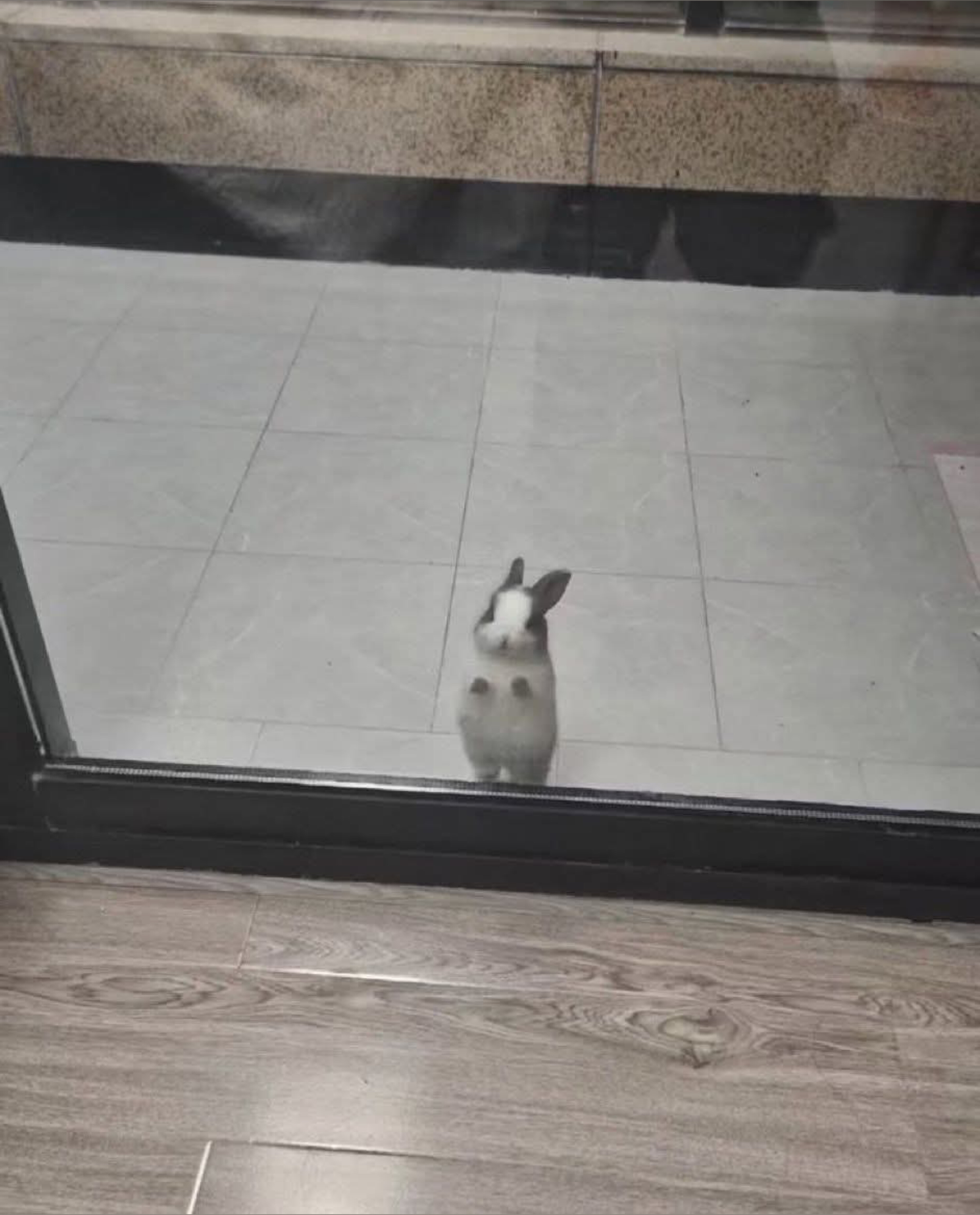 bunnybunzz 𐔌՞. .՞𐦯 OnlyFans header